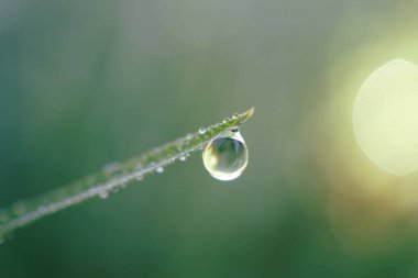 Yağmurlu günlerde bitki yaprağına yağmur damlası düşer. 