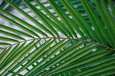 Baharda yeşil palmiye yaprakları, yeşil arkaplan 
