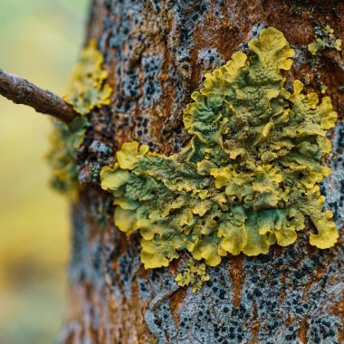 Xanthoria parietina Lichen Ormandaki ağaçta 