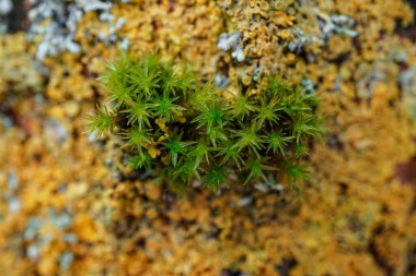 Xanthoria parietina Lichen on the tree in the forest  clipart