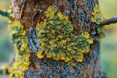 Xanthoria parietina Lichen Ormandaki ağaçta 