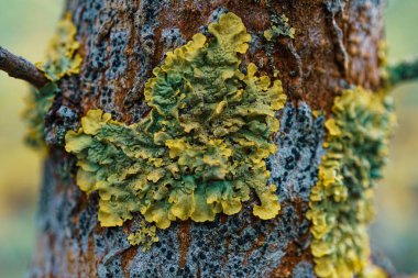 Xanthoria parietina Lichen Ormandaki ağaçta 