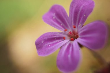 İlkbaharda bahçede güzel pembe çiçek 