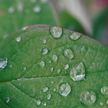 Yeşil yaprakların üzerindeki yağmur damlaları İlkbaharda yağmurlu günlerde yetişir 