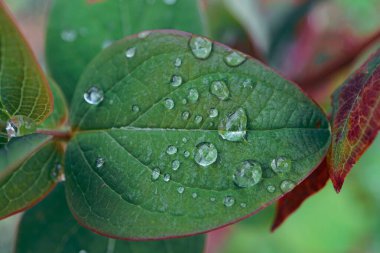 Yeşil yaprakların üzerindeki yağmur damlaları İlkbaharda yağmurlu günlerde yetişir 