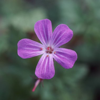 Herb robert, Geranium robertianium, pink flower in the garden in springtime  clipart