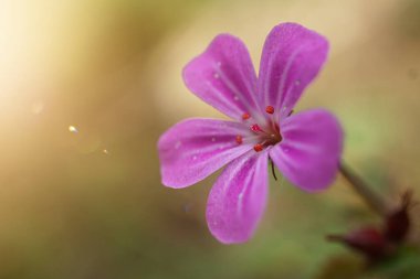 Herb Robert, Geranium Robertianium, Baharda bahçede pembe çiçek 
