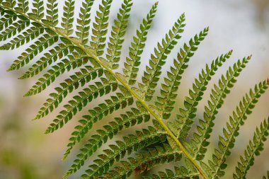 İlkbaharda ormanda yeşil eğreltiotu yaprağı 