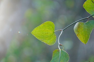 Evergreen climber Smilax aspera, bindweed, sarsaparille, in the nature, heart shape  clipart