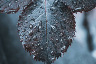 rose leaf with raindrops on rainy days in springtime  clipart