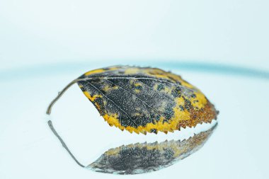 sarı kuru sonbahar yaprağı, beyaz arkaplan 