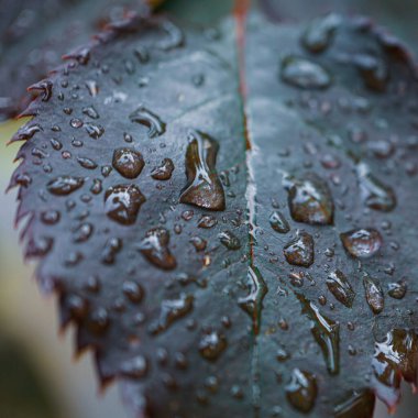 İlkbaharda yağmurlu günlerde yağmur damlalarıyla birlikte gül yaprağı 