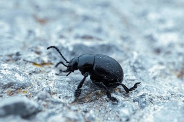 Timarcha coleoptera, doğadaki kara böcek. 