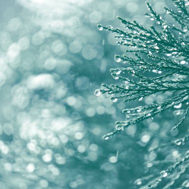 Yağmurlu günlerde yağmur damlaları olan selvi dalları, mavi arkaplan 