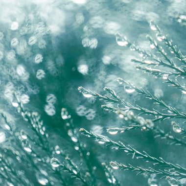 Yağmurlu günlerde yağmur damlaları olan selvi dalları, mavi arkaplan 