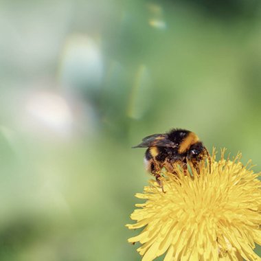 Bahar mevsiminde karahindiba çiçeğinin üzerindeki yaban arısı, Bombus Terrestris 