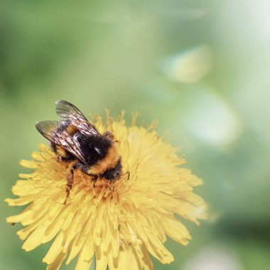 Bahar mevsiminde karahindiba çiçeğinin üzerindeki yaban arısı, Bombus Terrestris 