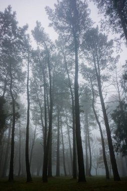 Dağdaki ağaç, kışın sisli.         