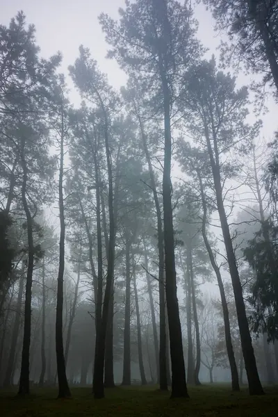 Dağdaki ağaç, kışın sisli.         