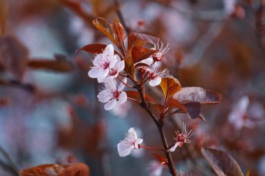 İlkbaharda güzel kiraz çiçekleri, sakura çiçekleri 