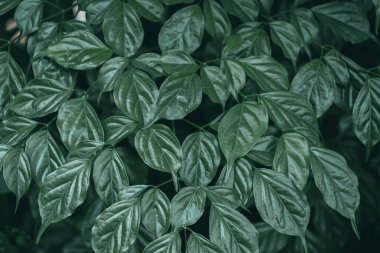 yeşil ağaç yaprakları ilkbaharda doğada, yeşil arkaplan 