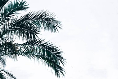 Palmiye yaprakları siluet, tropikal iklim 