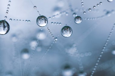drops on the spider web in rainy days 