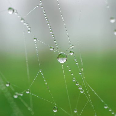 drops on the spider web in rainy days 