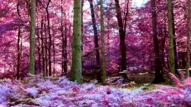 Kızıl ötesi panoramik manzara pembe ve mor orman manzarası