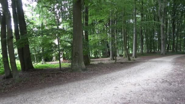 Θέα Ένα Καταπράσινο Ευρωπαϊκό Δάσος Ένα Μικρό Μονοπάτι — Αρχείο Βίντεο