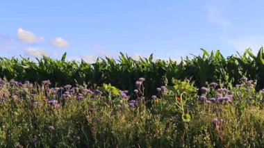 Yaz boyunca büyük bir ekin tarlasının önünde kameralar dönüyor.