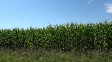 Yaz boyunca büyük bir ekin tarlasının önünde kameralar dönüyor.