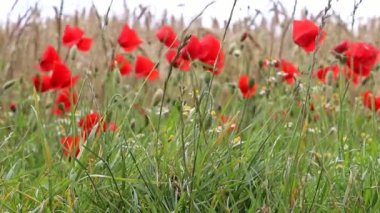 Güzel kırmızı gelincik çiçekleri altın buğday tarlasında papaver rhoeas rüzgarda hareket ediyor.