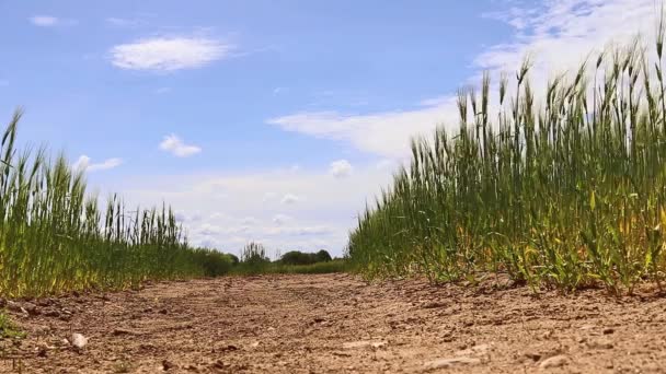 Câmera Panning Frente Grande Campo Cultivo Durante Verão — Vídeo de Stock