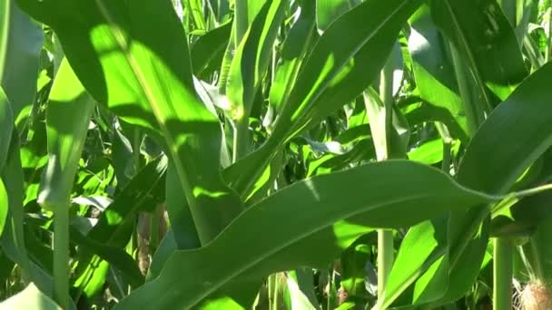 Camera Panning Front Big Crop Field Summer — Stock Video