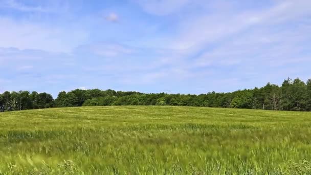 夏の間 大きな作物畑の前でカメラのパンニング — ストック動画
