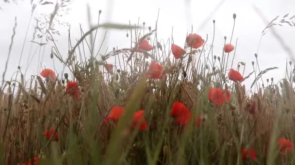 Krásné Červené Mák Květiny Papaver Rhoeas Zlaté Pšenice Pole Pohybující — Stock video