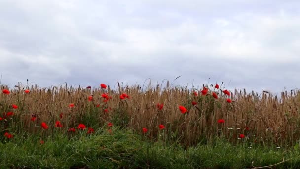 Schöne Rote Mohnblumen Papaver Rhoeas Einem Goldenen Weizenfeld Das Sich — Stockvideo
