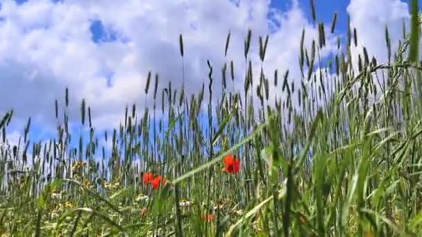 Schöne Rote Mohnblumen Papaver Rhoeas Einem Goldenen Weizenfeld Das Sich — Stockvideo