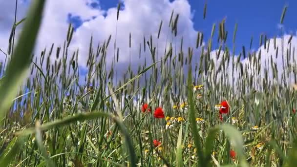 Красивые Красные Цветы Мака Папавер Роя Золотом Пшеничном Поле Движется — стоковое видео
