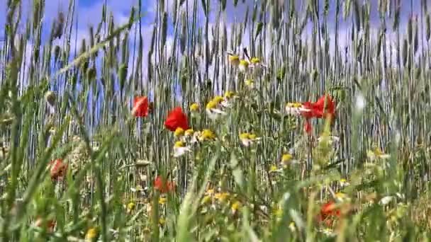 Krásné Červené Mák Květiny Papaver Rhoeas Zlaté Pšenice Pole Pohybující — Stock video