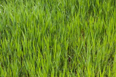 Güneşli bir yaz gününde çayırdaki yeşil çimlerin yüzeyi kapanıyor.