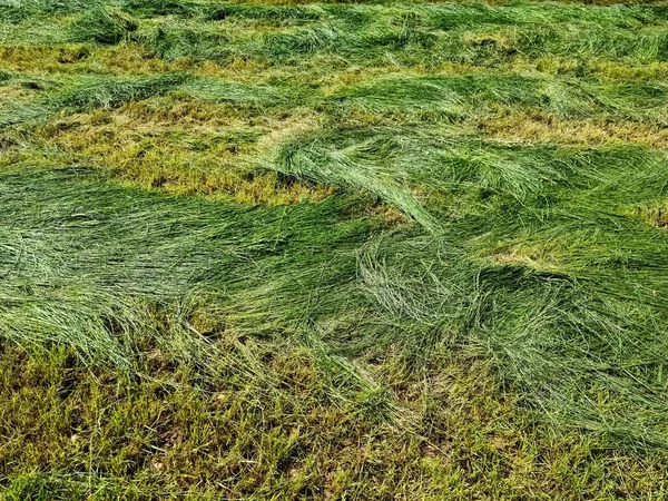 Крупним Планом Поверхня Зеленої Трави Лузі Сонячний Літній День — стокове фото
