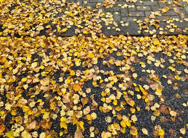 Beautiful Autumn Foliage Leaves Golden Red Hues Autumn Background — Stock Photo, Image