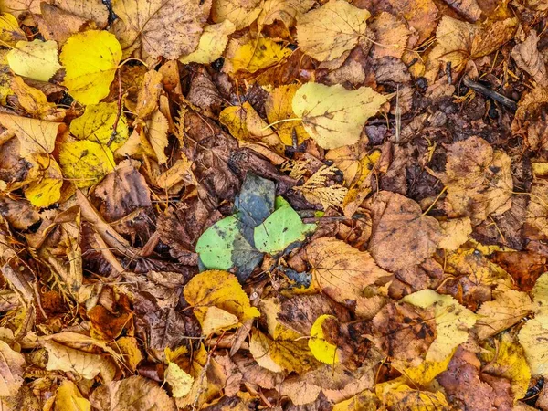 Schöne Herbstblätter Goldenen Und Roten Tönen Herbst Hintergrund — Stockfoto