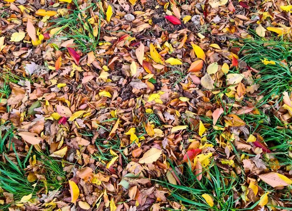 Beautiful Autumn Foliage Leaves Golden Red Hues Autumn Background — Stock Photo, Image