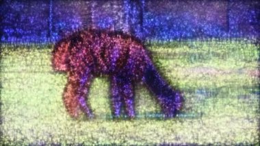 Yeşil çimlerde otlayan alpaka manzarası.