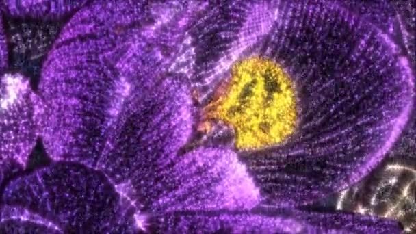 Kirlia Aura Van Purple Crocus Met Bijen Lentebloemen Crocus Sativus — Stockvideo