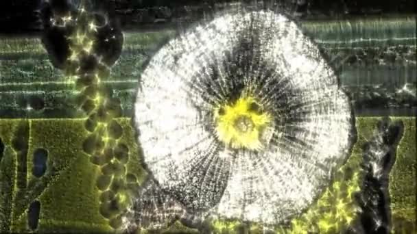 Kirlian Aura Hollyhock Virágok Záródnak Egy Napsütéses Nyári Napon — Stock videók