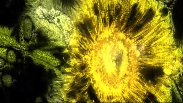 Kirlian Aura Gyönyörű Sárga Napraforgó Vidéki Környezetben Egy Napsütéses Napon — Stock videók